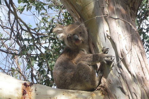 Small-Group Great Ocean Road Classic Day Tour From Melbourne - Accommodation Gladstone 1