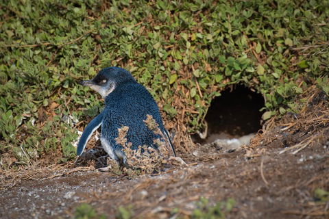 Small-Group Phillip Island Penguin Parade Day Tour From Melbourne - Accommodation Gladstone 1