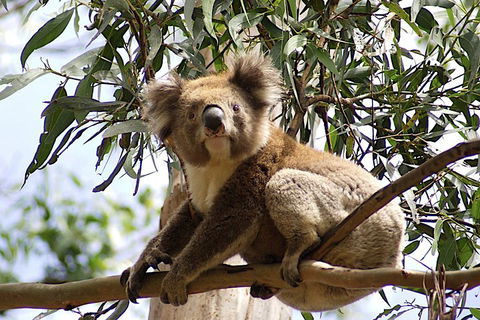 Melbourne Combo: Great Ocean Road, Puffing Billy, Moonlit Sanctuary & Penguins - Accommodation Gladstone 3