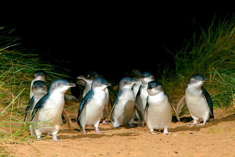 Melbourne Combo: Great Ocean Road, Puffing Billy, Moonlit Sanctuary & Penguins - Accommodation Gladstone 4