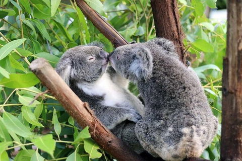 Classic Kuranda By Skyrail And Scenic Railway Including Rainforestation, Koala And Wildlife Park And Pamagirri Aboriginal Experi - Accommodation Gladstone 3