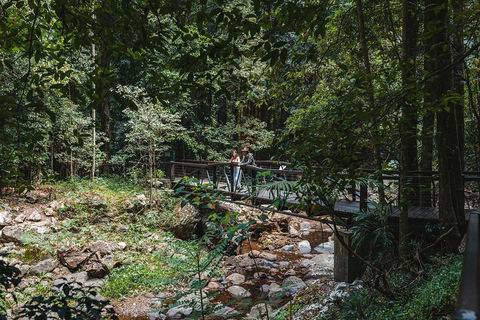 Springbrook AndTamborine Rainforest Tour Incl Natural Bridge And Glow Worm Cave - Accommodation Gladstone 3