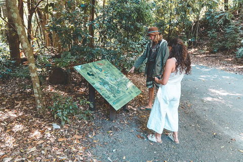 Springbrook AndTamborine Rainforest Tour Incl Natural Bridge And Glow Worm Cave - Accommodation Gladstone 5