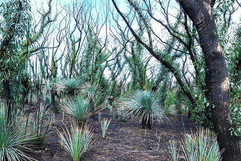 NEW TOUR - Kangaroo Island Road To Recovery Tour (1 Day/1 Night) - Accommodation Gladstone 3