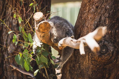 Melbourne City Tour And Phillip Island In One Day - Accommodation Gladstone 0