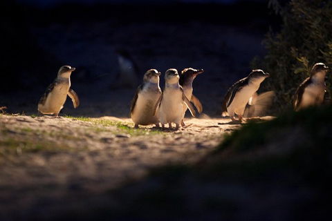 Melbourne City Tour And Phillip Island In One Day - Accommodation Gladstone 4