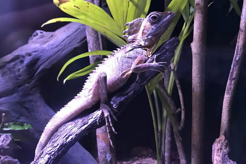 Cairns Aquarium Admission Ticket - Accommodation Gladstone 0