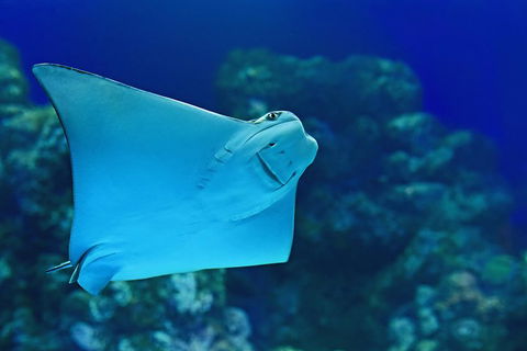 Cairns Aquarium Admission Ticket - Accommodation Gladstone 2