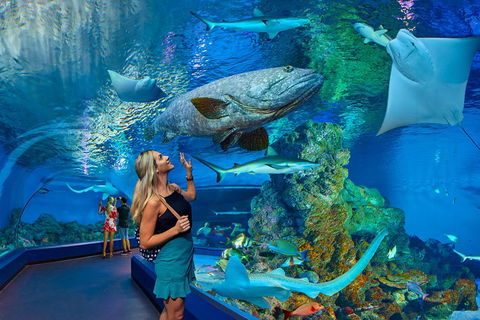 Cairns Aquarium Admission Ticket - Accommodation Gladstone 3