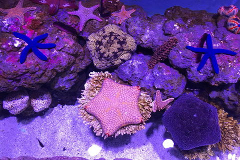 Cairns Aquarium Admission Ticket - Accommodation Gladstone 5