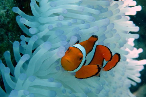 Seastar Luxury Outer Great Barrier Reef Island And Reef Tour From Cairns - Accommodation Gladstone 0