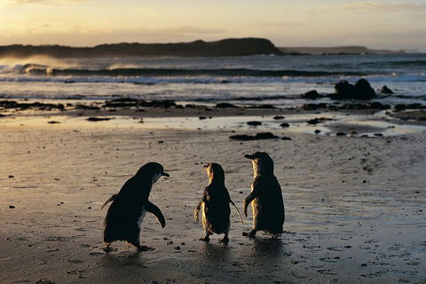 Phillip Island Penguin Parade Day Trip With Koala Conservation Reserve Visit - Accommodation Gladstone 0