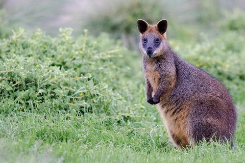 Phillip Island Penguin Parade Day Trip With Koala Conservation Reserve Visit - Accommodation Gladstone 1