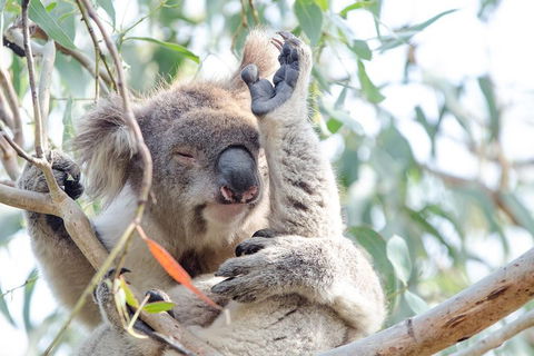 Phillip Island Penguin Parade Day Trip With Koala Conservation Reserve Visit - Accommodation Gladstone 2