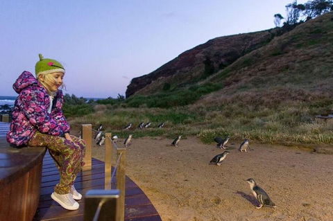 Phillip Island Penguin Parade Day Trip With Koala Conservation Reserve Visit - Accommodation Gladstone 3