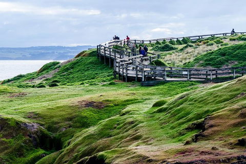 Phillip Island Penguin Parade Day Trip With Koala Conservation Reserve Visit - Accommodation Gladstone 4