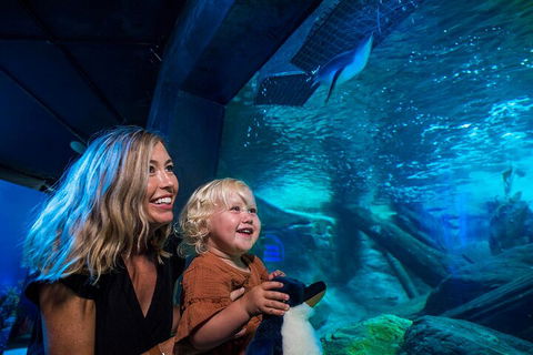 SEA LIFE Sunshine Coast Aquarium Entrance Ticket - Accommodation Gladstone 0