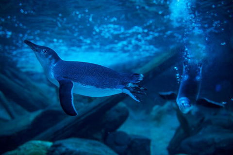 SEA LIFE Sunshine Coast Aquarium Entrance Ticket - Accommodation Gladstone 1