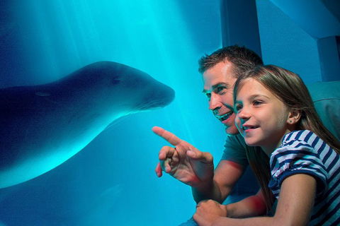 SEA LIFE Sunshine Coast Aquarium Entrance Ticket - Accommodation Gladstone 2