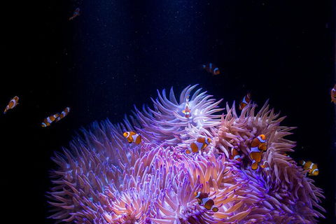 SEA LIFE Sunshine Coast Aquarium Entrance Ticket - Accommodation Gladstone 4