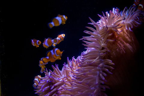 SEA LIFE Sunshine Coast Aquarium Entrance Ticket - Accommodation Gladstone 5