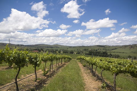 Hunter Valley Wine Tour From Sydney Incl Lunch, Cheese, Chocolate And Distillery - Accommodation Gladstone 0