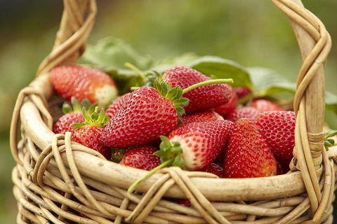 Mornington Peninsula Farm Produce Wine And Cider Tour - Accommodation Gladstone 1