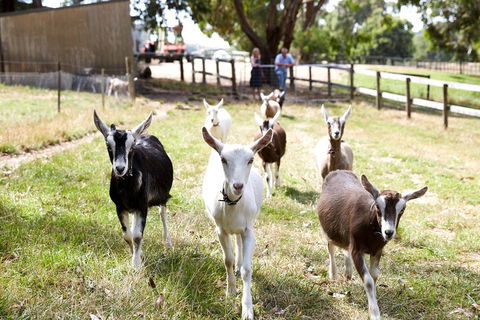 Mornington Peninsula Farm Produce Wine And Cider Tour - Accommodation Gladstone 3