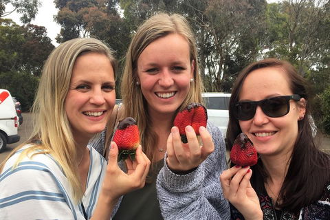 Mornington Peninsula Farm Produce Wine And Cider Tour - Accommodation Gladstone 4