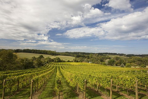 Mornington Peninsula Farm Produce Wine And Cider Tour - Accommodation Gladstone 5