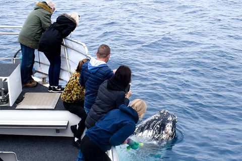 Phillip Island Whale Watching Tour - Accommodation Gladstone 1