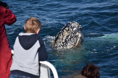 Phillip Island Whale Watching Tour - Accommodation Gladstone 2