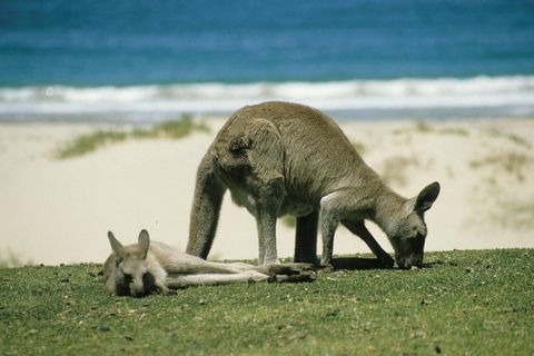 Great Ocean Road Highlights Tour - 2 Days, 1 Night - Accommodation Gladstone 2
