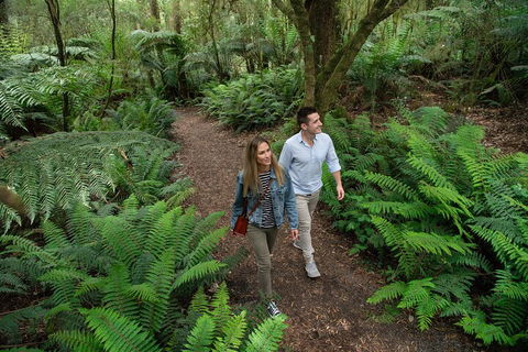 Great Ocean Road Full Coastal Tour - 3 Days, 2 Nights - Accommodation Gladstone 4