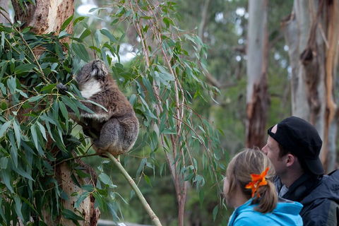 Great Ocean Road & Phillip Island - 3 Days, 2 Nights - Accommodation Gladstone 4