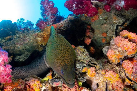 Scuba Dive The S.S. Yongala Wreck On The Great Barrier Reef. - Accommodation Gladstone 1
