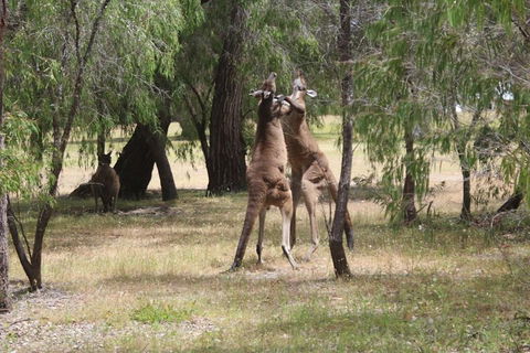 Margaret River Coastal And Wildlife Eco Trip From Busselton Or Dunsborough - Accommodation Gladstone 1